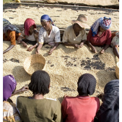 Café en Grains Ethiopie Sidamo Grade 2 - Paquet de 500 g Chacun Son Café - 1