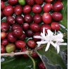 Café en Grains Perou Bio Oxapampa -1kg Chacun Son Café - 4