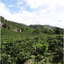 Café en Grains Colombie Supremo Popayán 500 g Chacun Son Café - 1