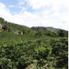 Café en Grains Colombie Supremo Popayán 500 g Chacun Son Café - 1