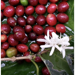 Café en Grains Perou Bio Oxapampa -6kg Chacun Son Café - 3