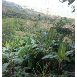 Café en Grains Perou Bio Oxapampa -6kg Chacun Son Café - 5