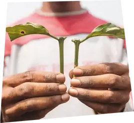 Une personne tenant des feuilles de café